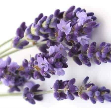 Ess P/ Vela Lavanda Candle - 100 ML