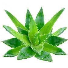 ESS ALOE VERA COSMÉTICA 100 ML