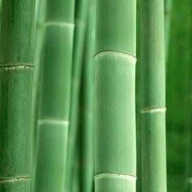 ESS BAMBOO MM - LECENSSE 100 ML - ML