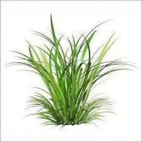 Ess P/ Vela Capim Limão - 100 ml