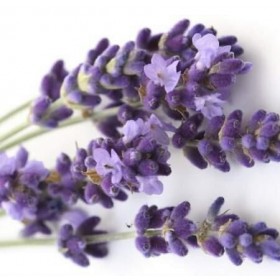 Ess P/ Vela Lavanda Candle - 100 ML