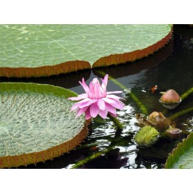 Base para Sabonete Líquido Vegetal - Régia 1  lITRO