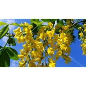 ESS  ACACIA COSMÉTICA  - 100ml